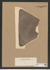 Triceratium permagnum Jan. (de-Toni-Nr.: Genus 140, Species 4041) Zeichnungen Sammlung Grunow Nr. 7493 (NHMW-BOT-W0376614)